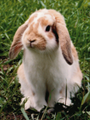 Worm_Buffet's Avatar
